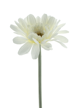 Gerbera Spray Minako creme 47cm