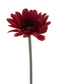 Gerbera spray Minako red 47cm