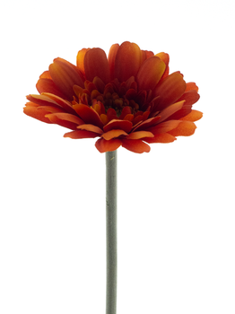 Gerbera spray Minako orange 47cm