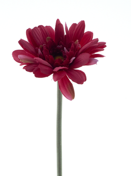 Gerbera spray Minako beauty 47cm