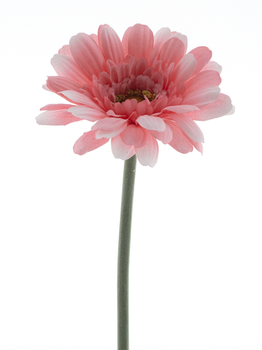 Gerbera spray Minako pink 47cm