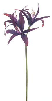 Nerine spray Texas burgundy 79cm