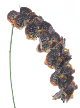 Phalaenopsis spray RT Bensa orange/brown 111cm