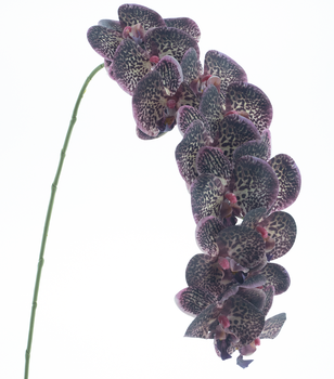 Phalaenopsis spray RT Bensa purple 111cm