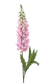 Digitalis l125cm roze