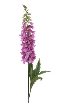 Digitalis l125cm paars