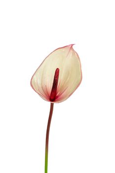 Anthurium l60cm roze/creme