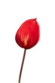 Anthurium l60cm rood