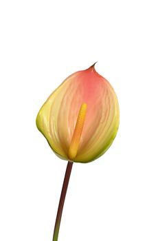 Anthurium l60cm groen/roze