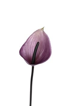 Anthurium l60cm paars