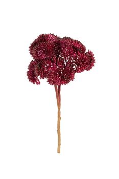 Sedum pick l20cm burgundy