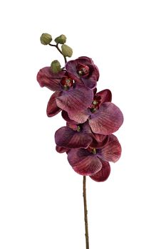 Phalaenopsis l68cm burgundy