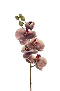 Phalaenopsis l68cm grn/brgnd