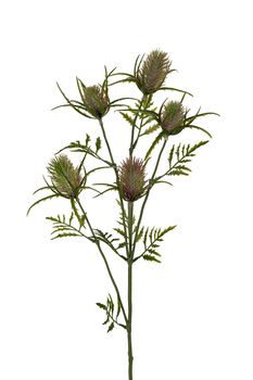 Distel l73cm roze