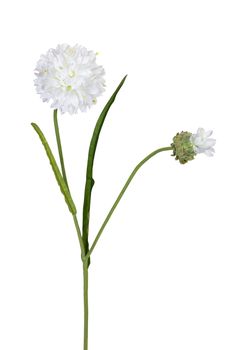 Korenbloem l66cm wit