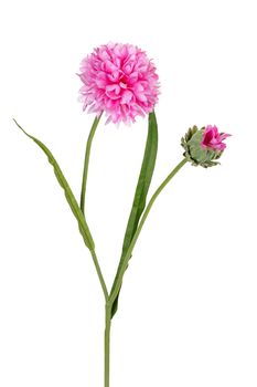 Korenbloem l66cm roze