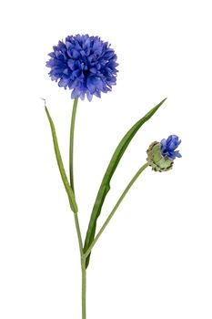 Korenbloem l66cm blauw