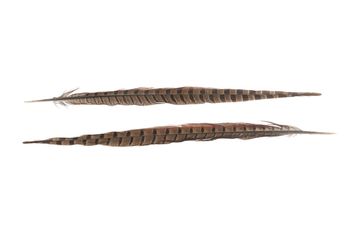Pheasant tail 35cm 10pc Natural