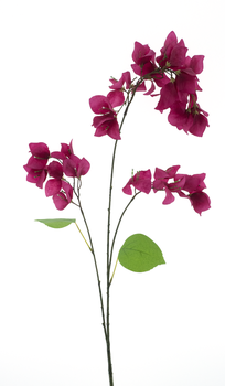 Bougainvillea Spray Ibiza Schönheit 102cm