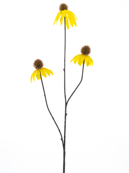 Echinacea spray yellow 82cm