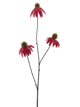 Echinacea Spray rot 82cm