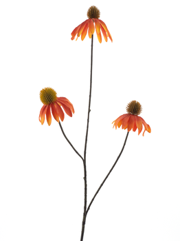 Echinacea Spray orange rot 82cm