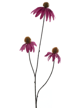 Echinacea Spray Schönheit 82cm