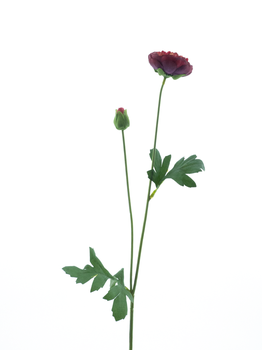 New ranunculus spray Flaine red 55cm