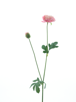 New ranunculus spray Flaine pink 55cm