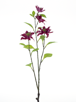 Jewel clematis spray red 75cm