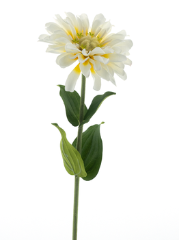 Zinnia spray cream 58cm