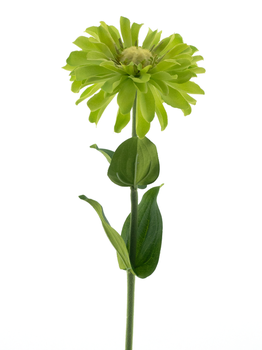 Zinnia spray green 58cm