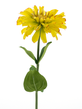 Zinnia spray yellow 58cm