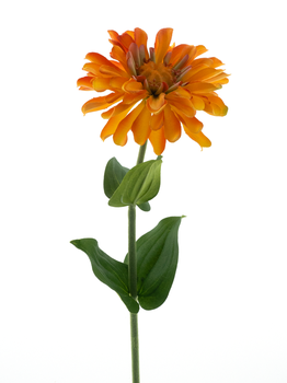 Zinnia spray orange 58cm