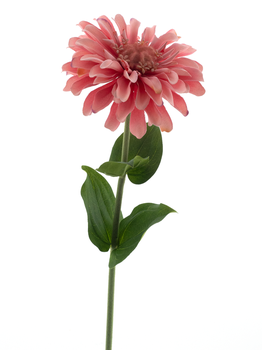 Zinnia spray pink 58cm