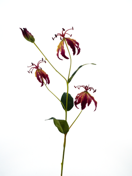 Gloriosa Lilie Spray rot 82cm