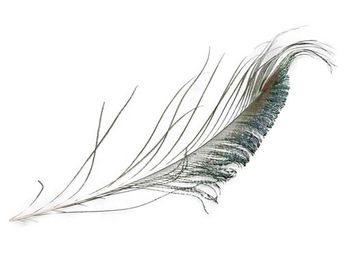 cb. 16 peacock feathers natural 20-25 cm