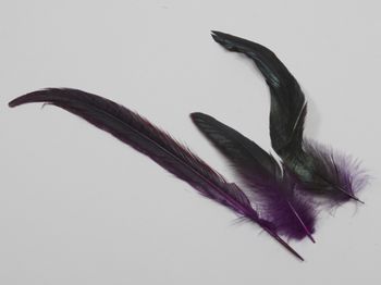 cb. 24 feathers/pheasant-rooster purple ass