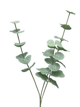 Eucalyptus Cinera lvs pick x3 60cm