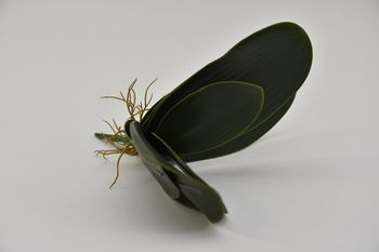 Small Phalaenopsis leaves x7 29cm