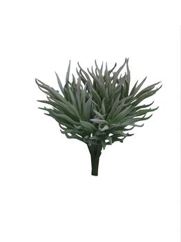 Crassula Himalaya pick grey 15cm