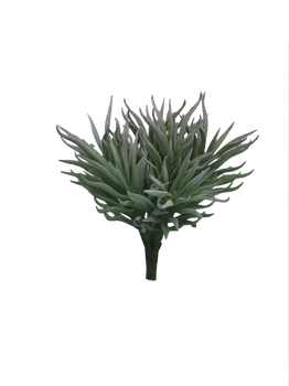 Crassula Himalaya pick grey 15cm
