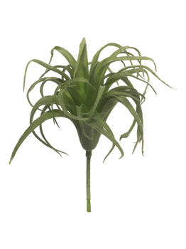 Tillandsia pick green 17cm