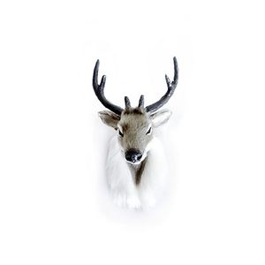 Deer Head 7x9x13cm White/Grey