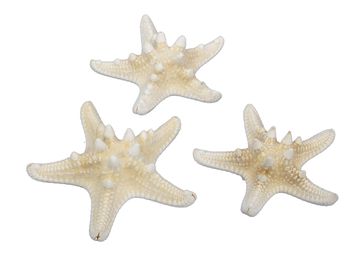 pb. 16 knobby starfish natural 7-10 cm