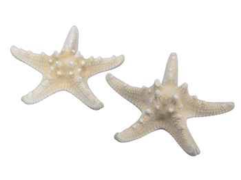pb. 12 knobby starfish natural 10-15 cm