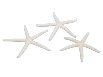 pb. 16 finger starfish natural 7-10 cm