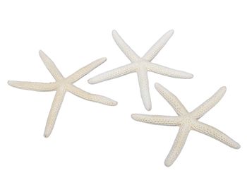pb. 12 finger starfish natural 10-15 cm