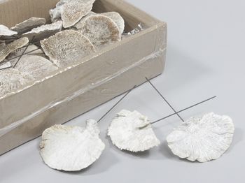 box 40 sponge mushroom/wire 10cm white wash