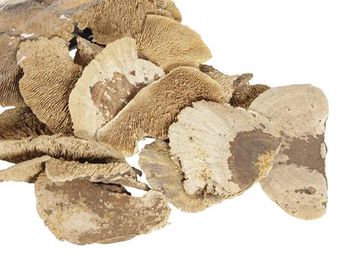 pb. sponge mushroom (8-10cm) natural 500 gr